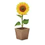 SUNFLOWER KIT set za uzgoj suncokreta
