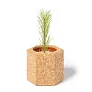  Cork pot, pine seeds