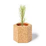  Cork pot, pine seeds