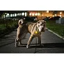  Dog light