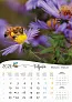  "PČELE" color kalendar