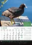  "KALENDAR LOVA" color calendar