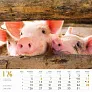  "SEOSKA IDILA" color kalendar