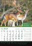  "KALENDAR LOVA" color calendar