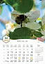  "PČELE" color kalendar