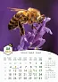  "PČELE" color kalendar