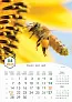  "PČELE" color kalendar