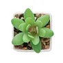 ARTIGRAP Mini artificial plant