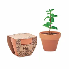 Terracotta pot mint seeds