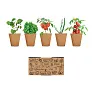 SALAD Salad growing kit