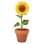 SUNFLOWER suncokret u glinenoj posudi