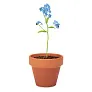 FORGET ME NOT Potočnica u glinenoj posudi