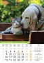  "PSI i MAČKE" color kalendar