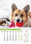  "PSI i MAČKE" color kalendar