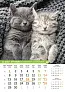  "PSI i MAČKE" color kalendar