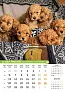  "PSI i MAČKE" color kalendar