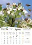  "PČELE" color kalendar