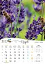  "PČELE" color kalendar