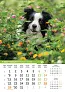  "PSI i MAČKE" color kalendar