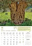  "MASLINE" color calendar